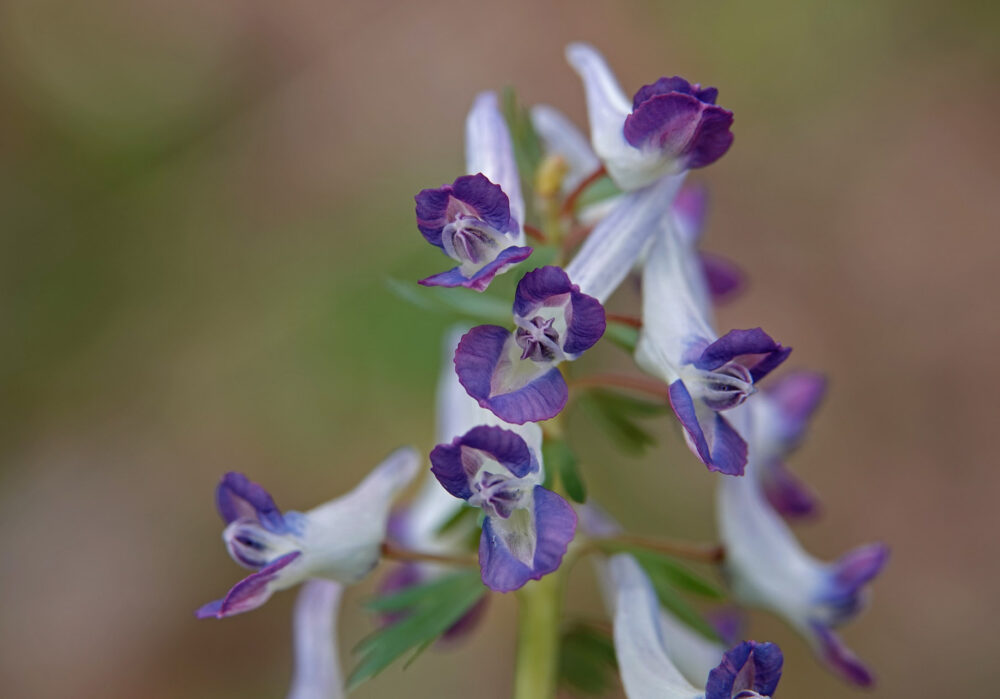 Vingerhelmbloem