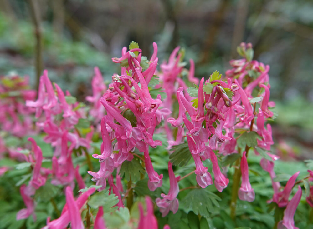 Vingerhelmbloem