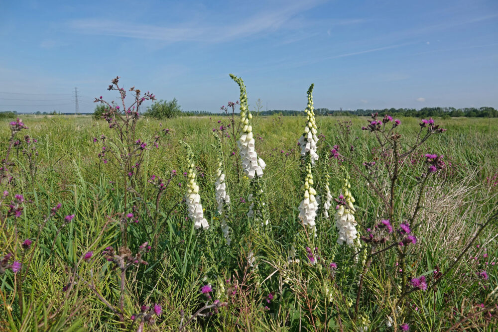 Vingerhoedskruid (Onlanden)