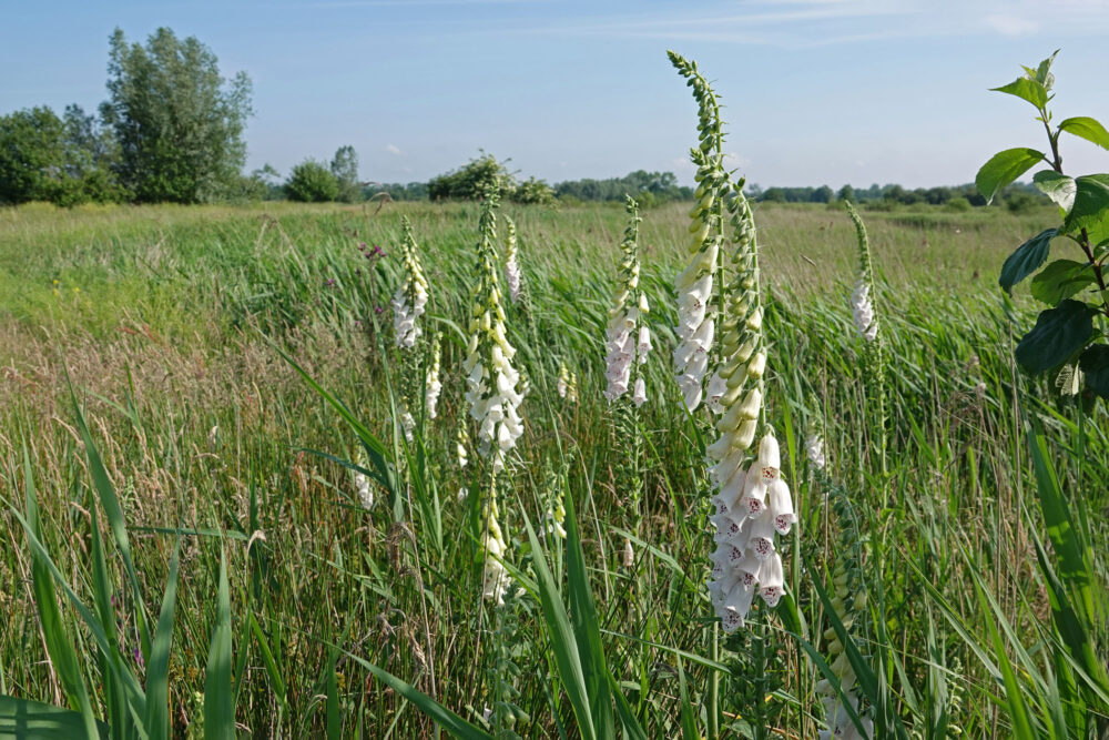 Vingerhoedskruid (Onlanden)