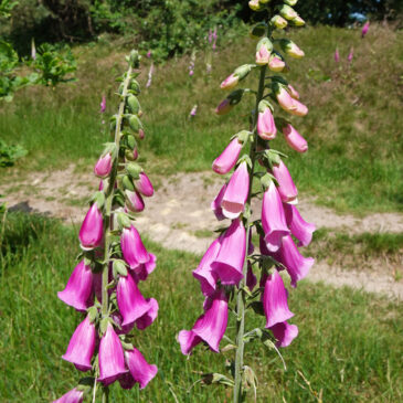 Vingerhoedskruid