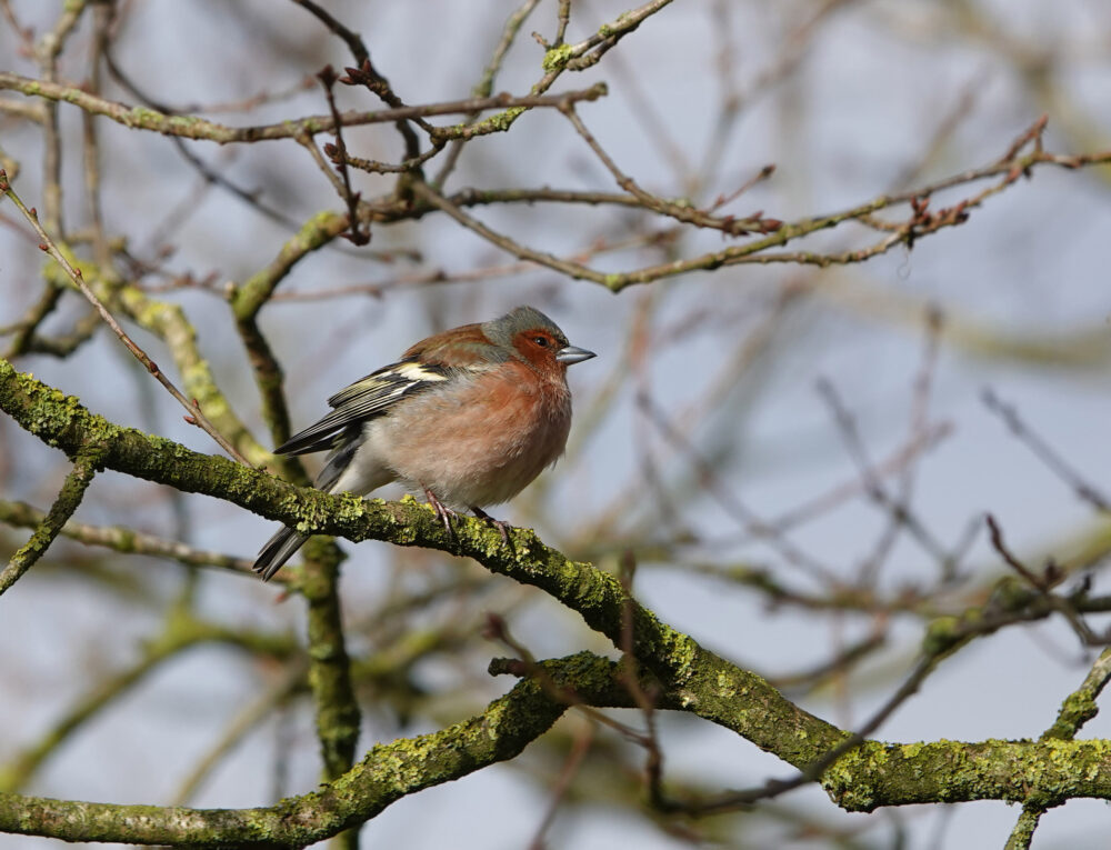 Vink