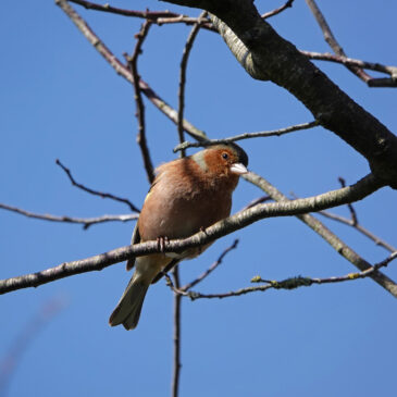 Vink