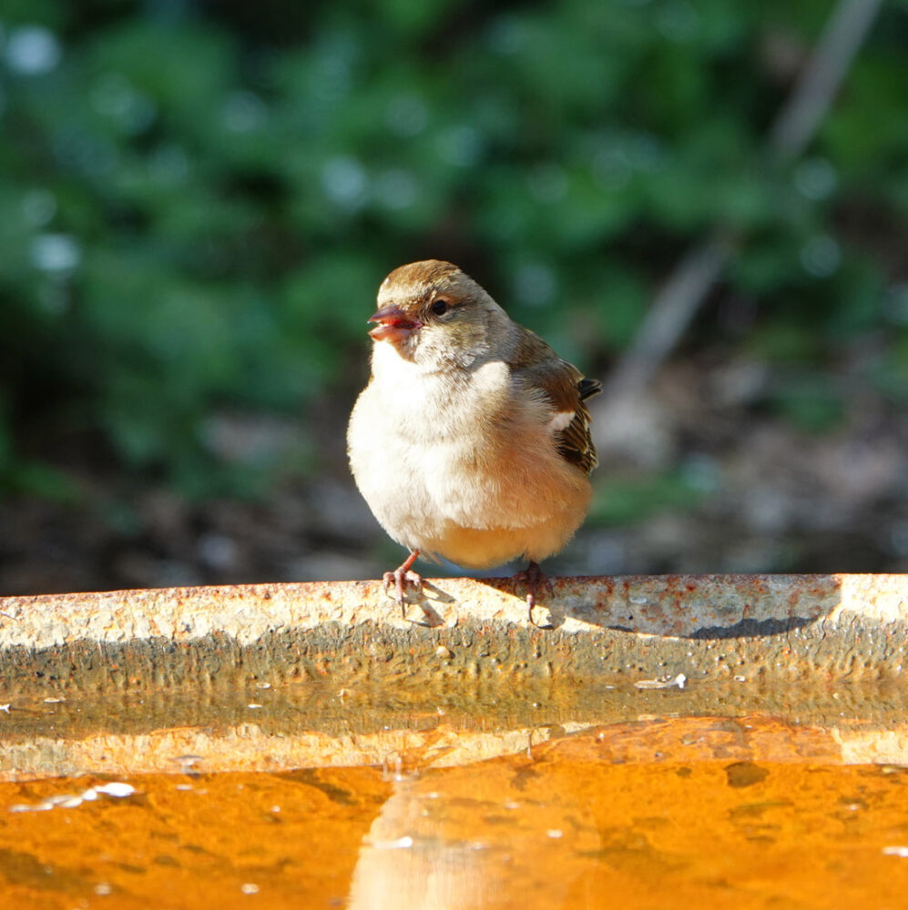 Vink aan het drinken