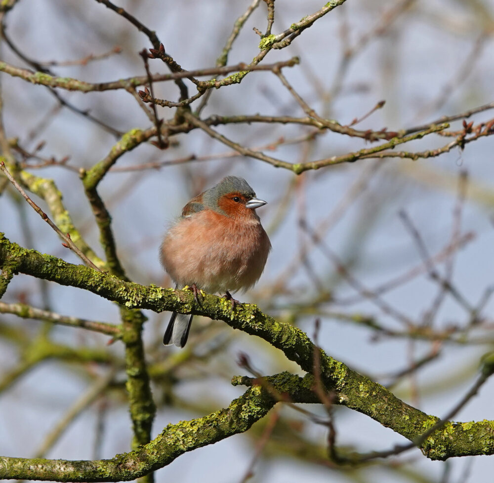 Vink