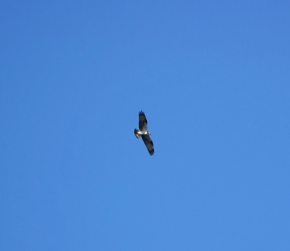 Visarend boven Onlanden