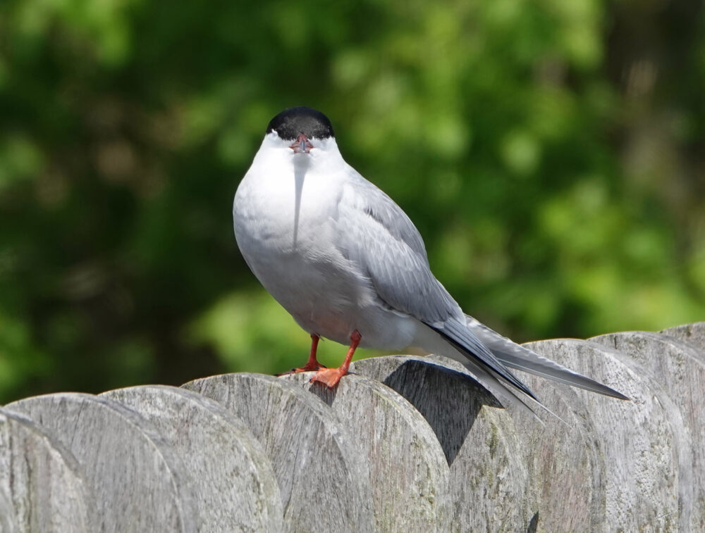Visdief (Matslootgebied in de Onlanden)