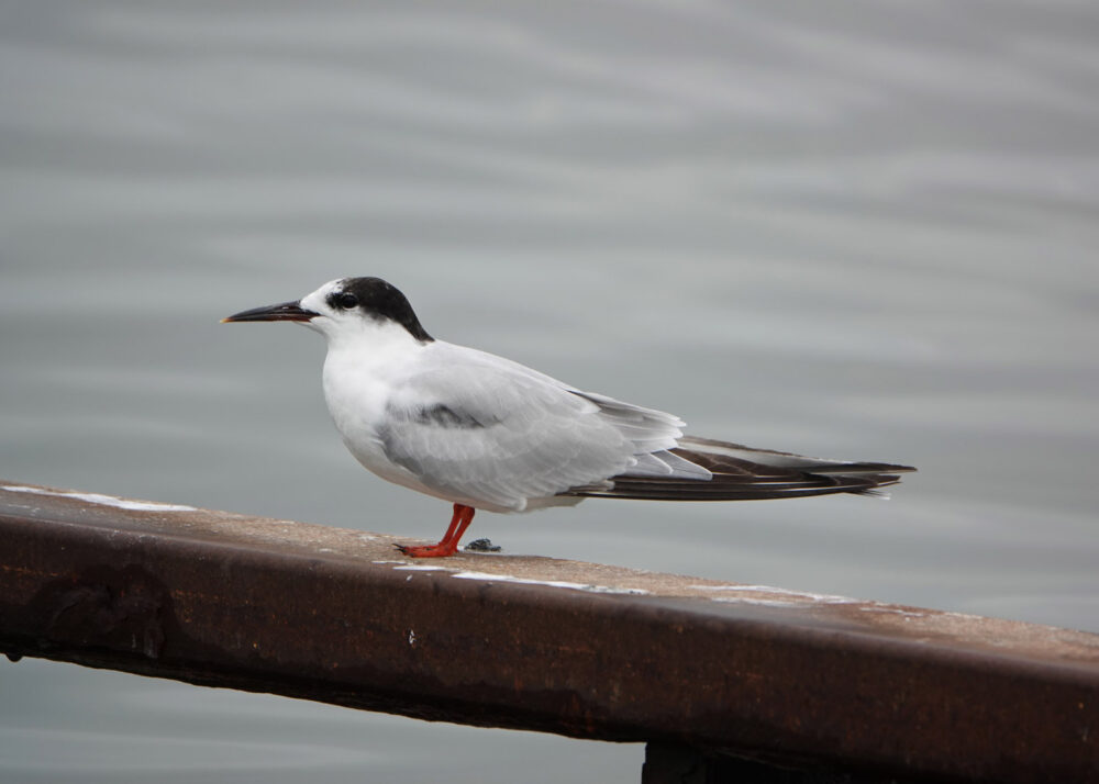 Visdief (juveniel)