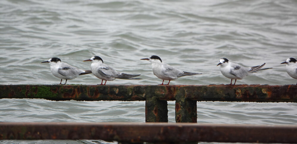 Visdiefjes (Waddenzee)