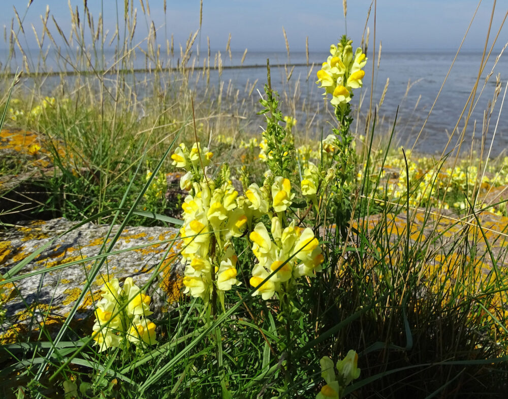 Vlasbek langs Waddenzee