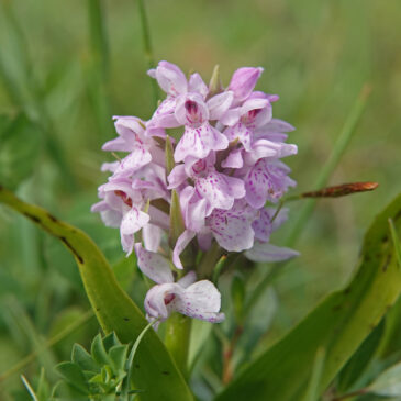 Vleeskleurige duinorchis