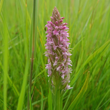 Vleeskleurige orchis