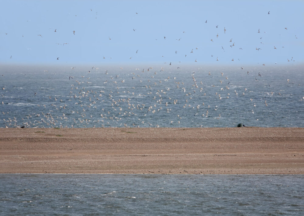Vliegende grote sterns boven Prins Hendrikzanddijk (Texel)