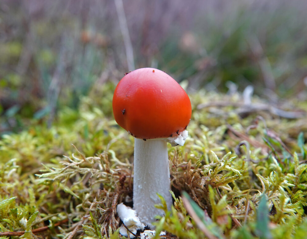 Vliegenzwam