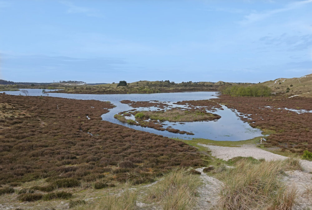 Vogelmeer (Schoorlse Duinen)