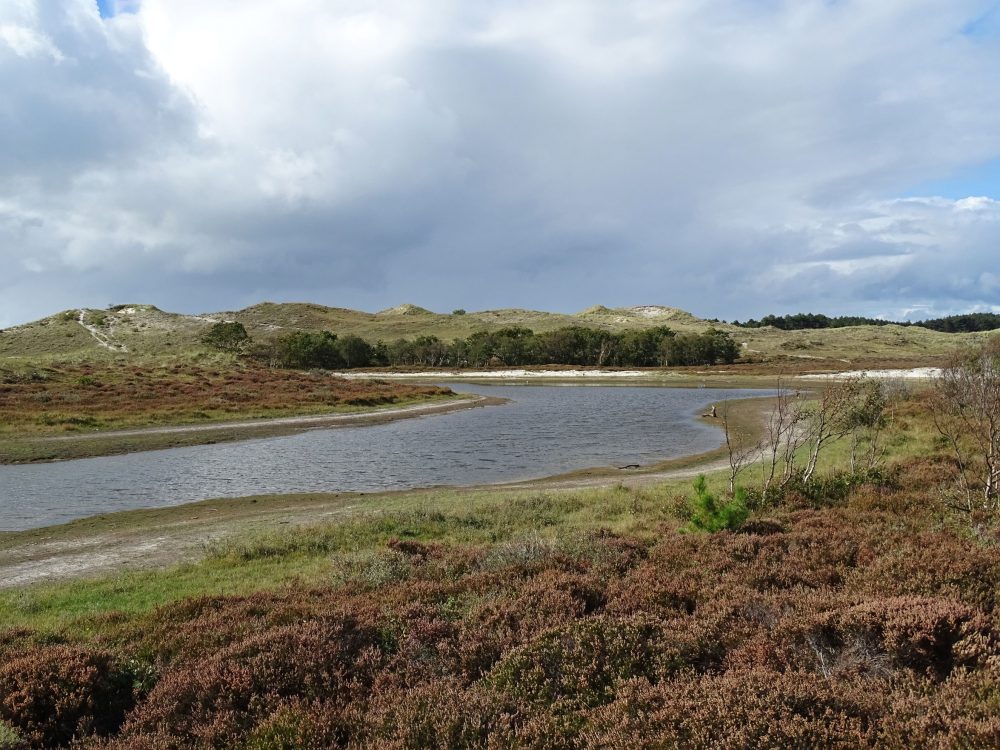 Schoorlse Duinen