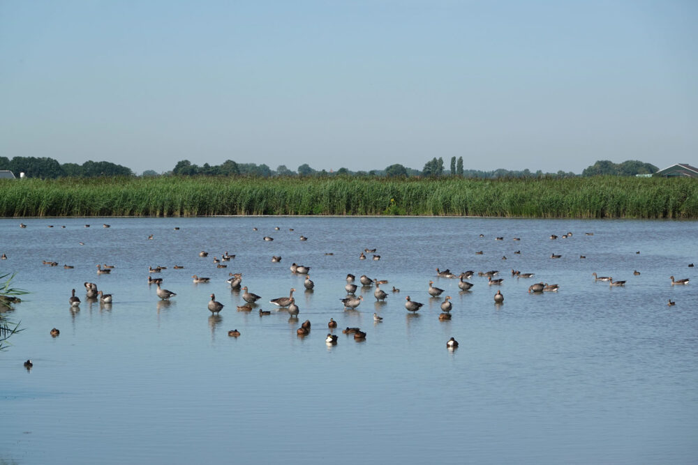 Vogels Wide Mar