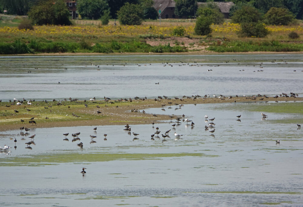 Vogels in de Vreugderijkerwaard