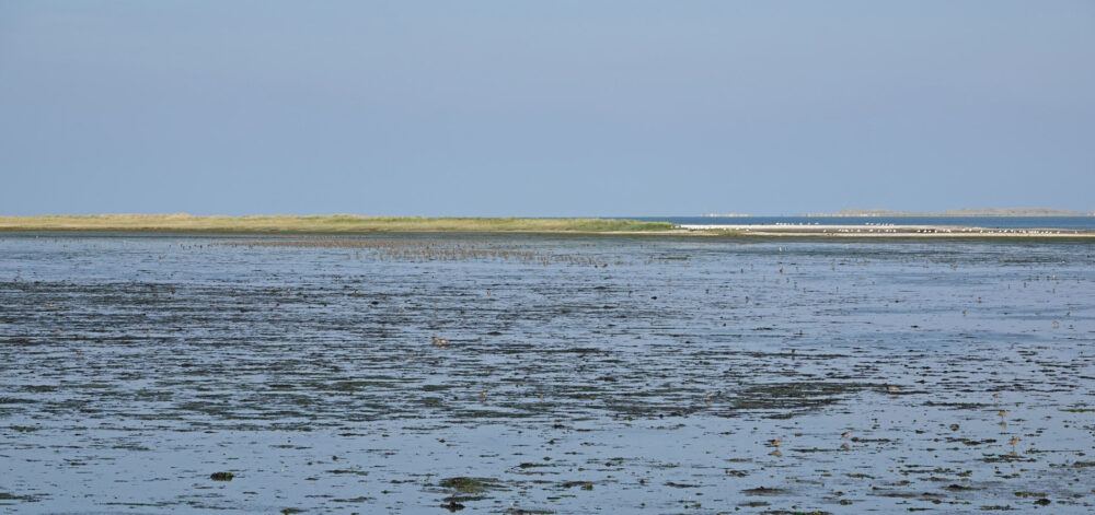 Volharding