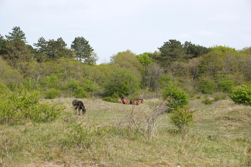 Voorjaar in Noordhollands Duinreservaat (omgeving Bakkum)