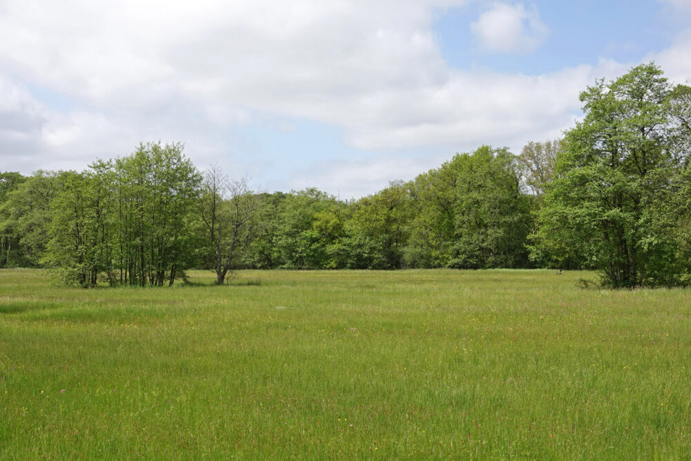 Voorjaar in het dal van het Anlooërdiepje (Drentsche Aa)