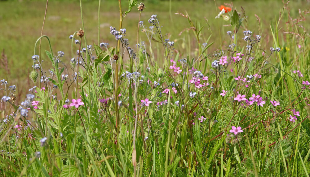 Voorjaarsbloemen (flora Onlanden)