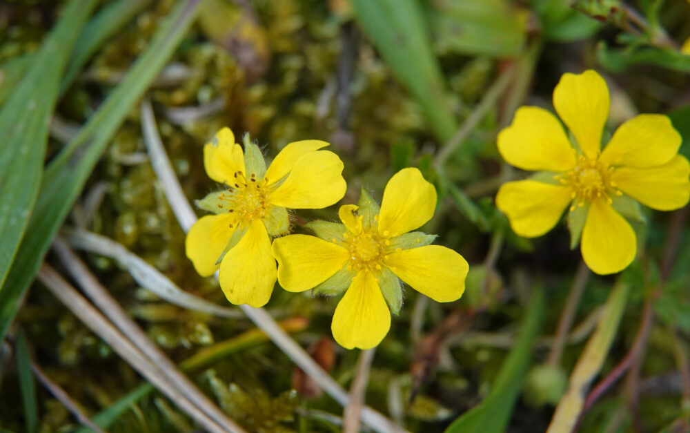 Voorjaarsganzerik (Noordhollandse Duinen)