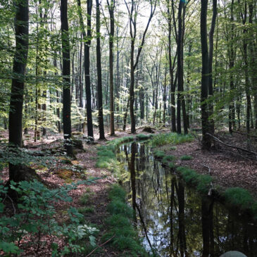 Voorsterbos