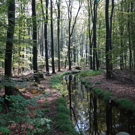 Voorsterbos