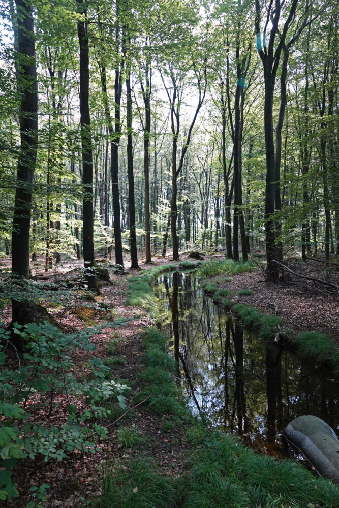 Voorsterbos