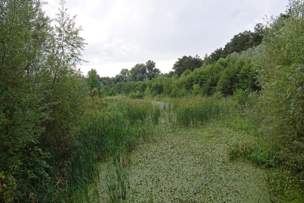 Voorsterbos