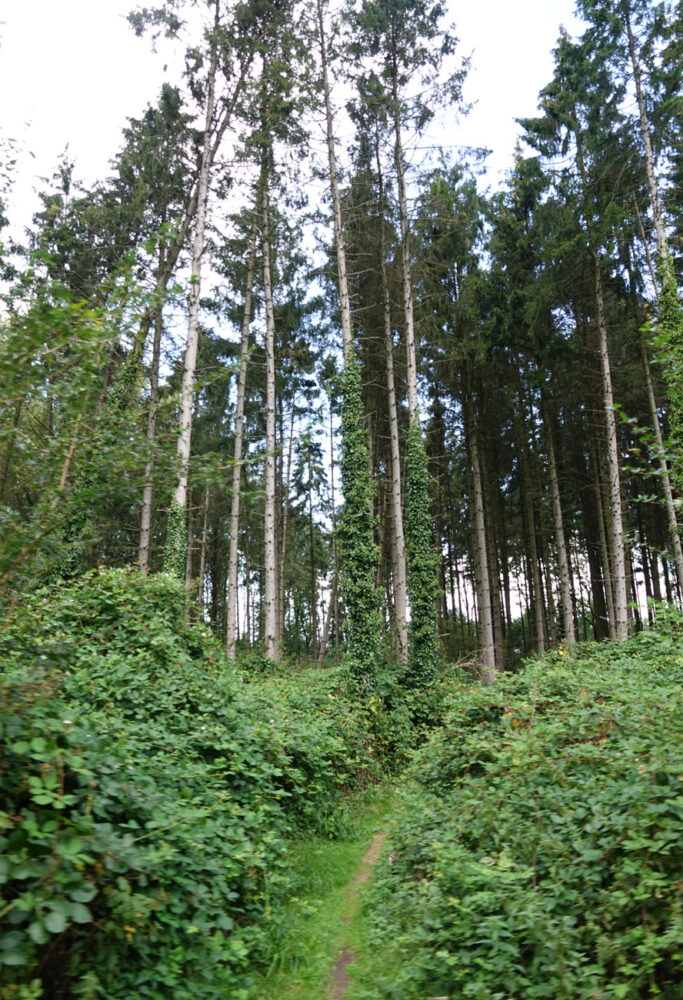 Voorsterbos