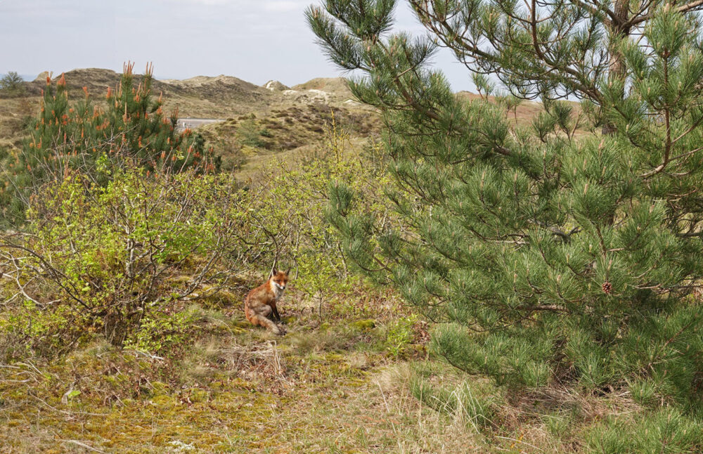 Vos in de Schoorlse Duinen