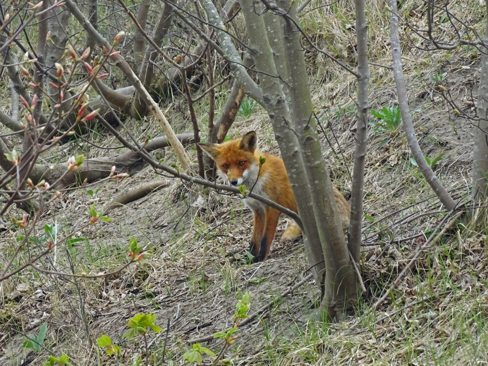 Vos in duinen Berkheide
