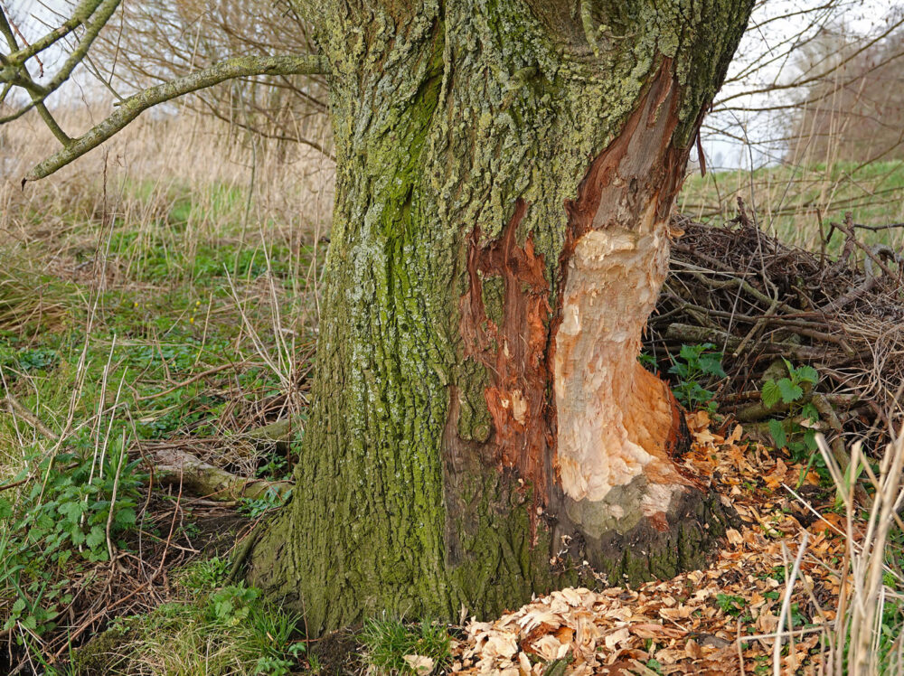 Vraatsporen bever langs Peizerdiep (Onlanden)