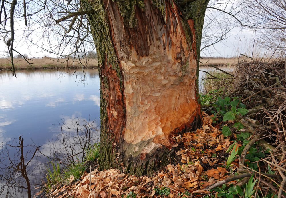 Vraatsporen bever langs Peizerdiep (Onlanden)
