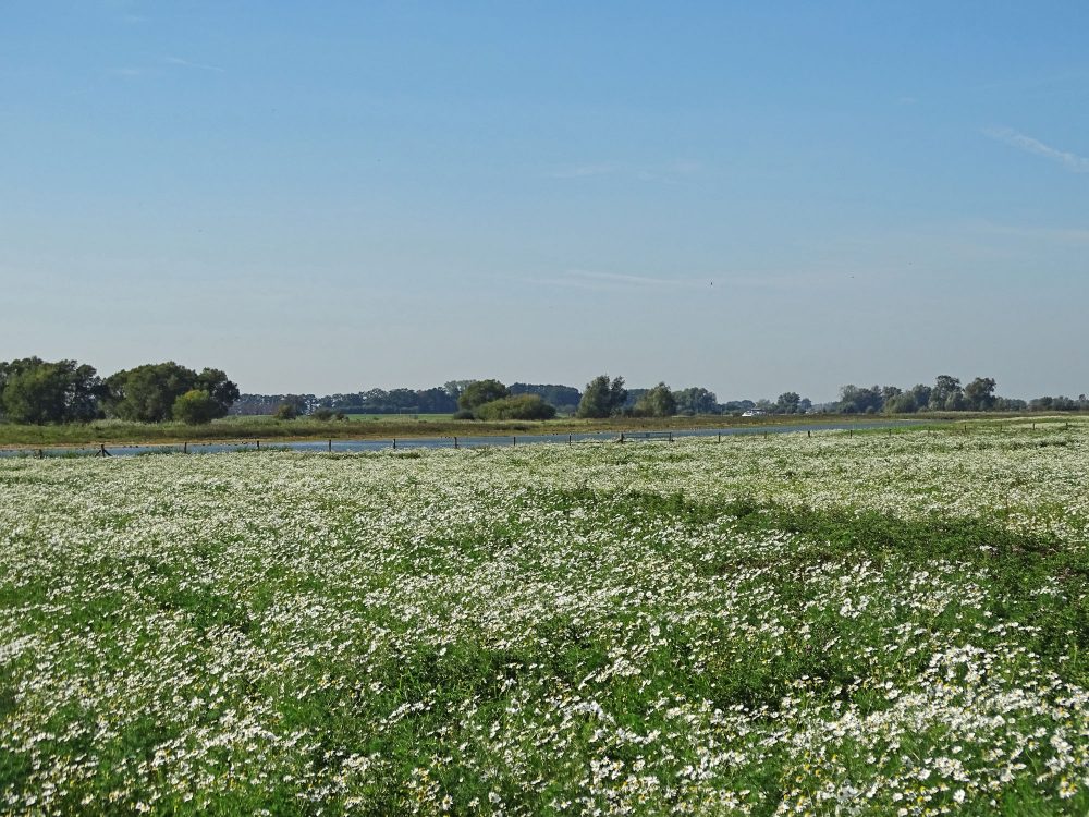 Vreugderijkerwaard