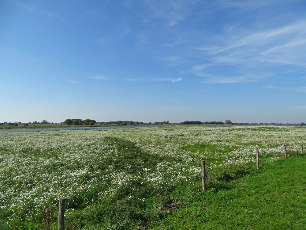 Vreugderijkerwaard