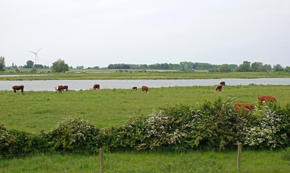 Vreugderijkerwaard (IJsselvallei)
