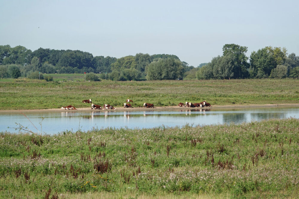 Vreugderijkerwaard in het najaar