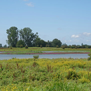 Vreugderijkerwaard
