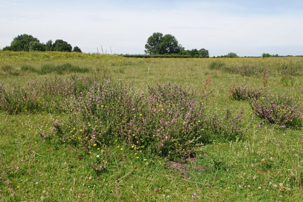 Vreugderijkerwaard