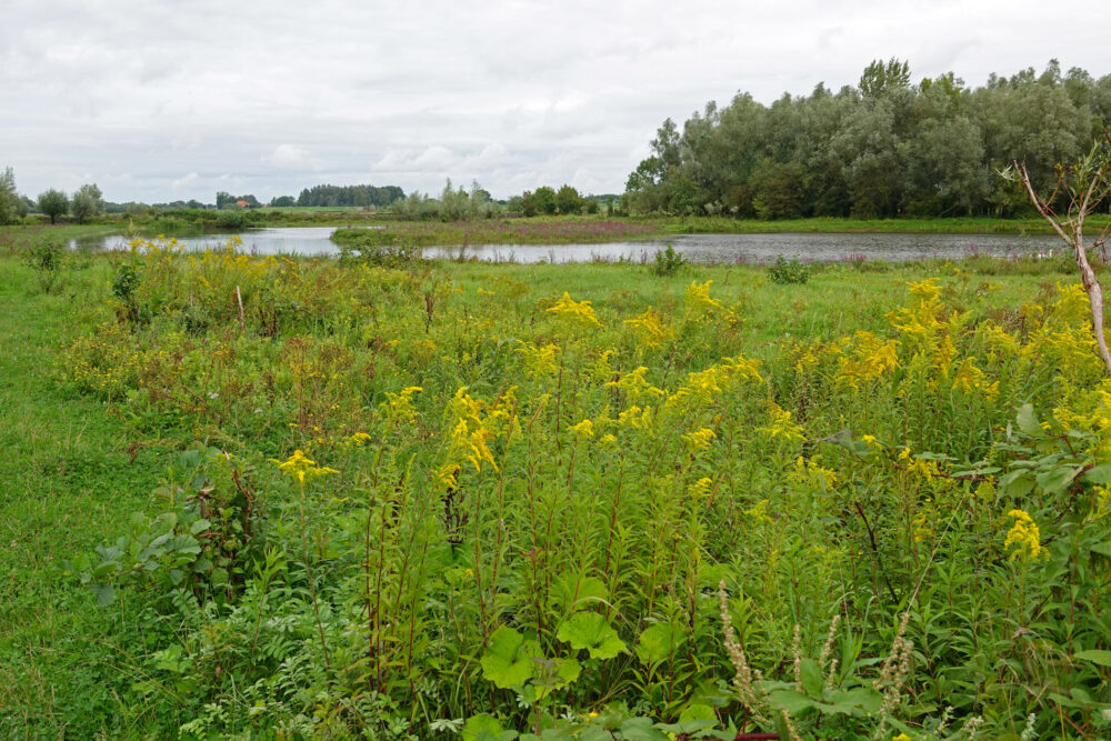 Vreugderijkerwaard