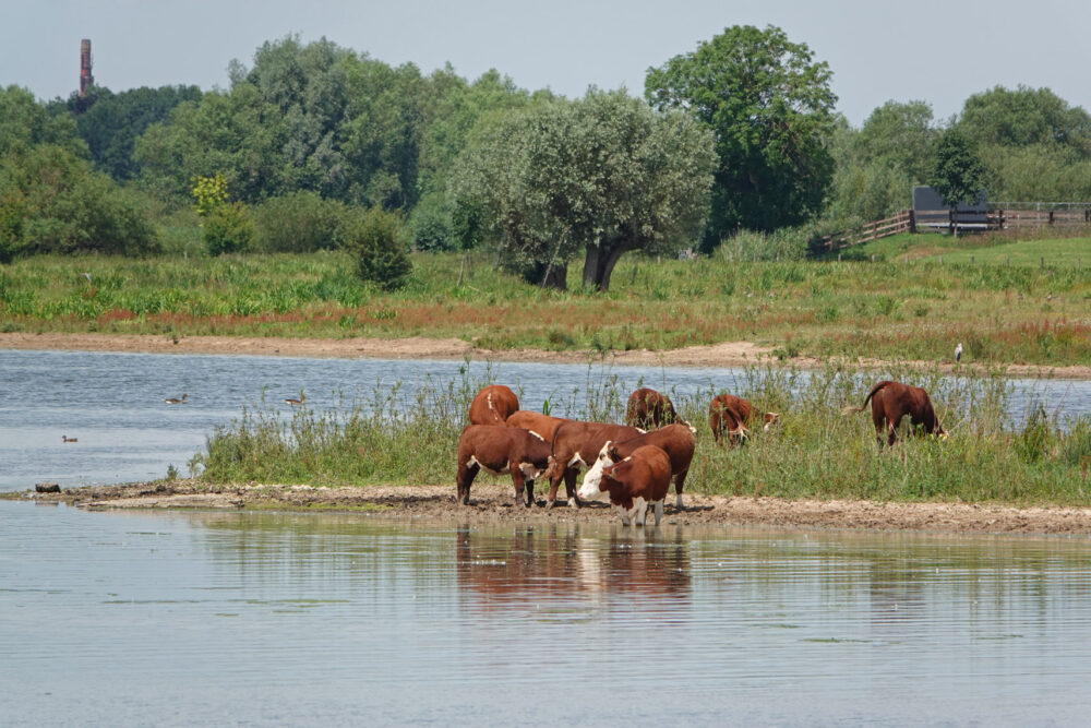 Vreugderijkerwaard