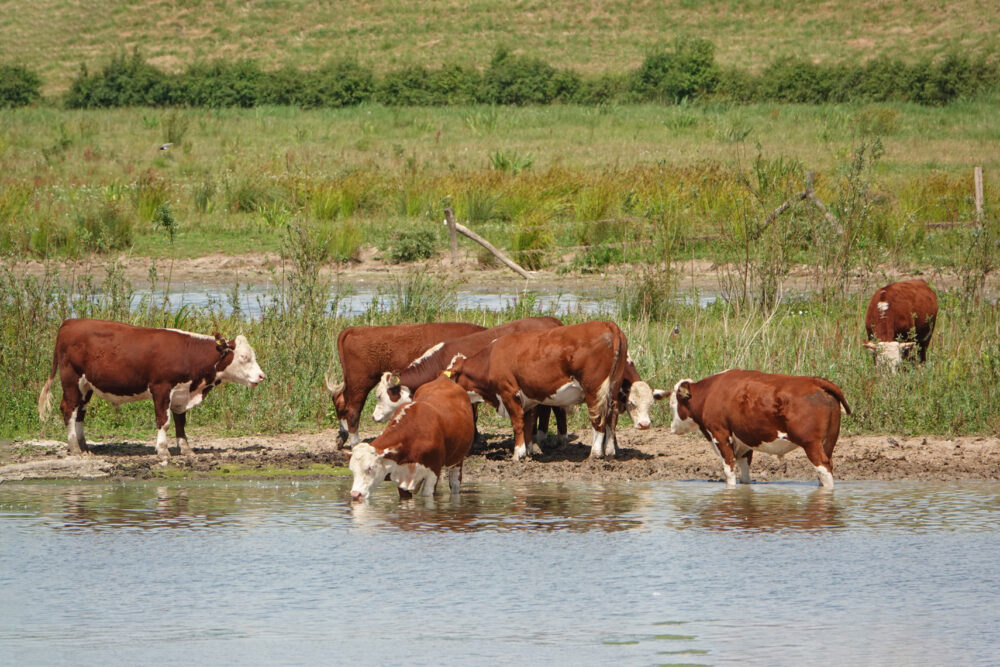 Vreugderijkerwaard