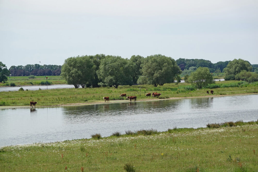 Vreugderijkerwaard