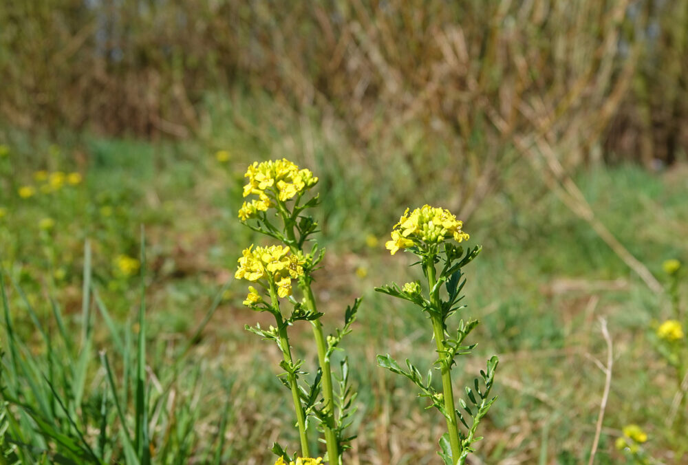 Vroeg barbarakruid