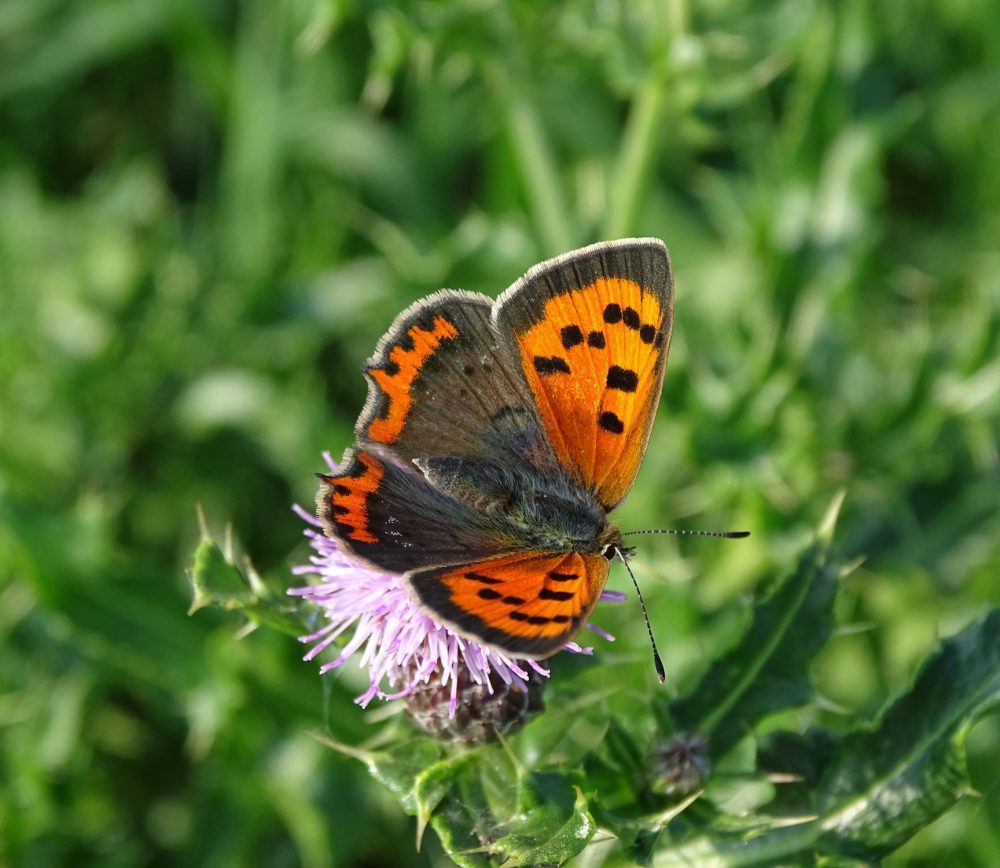 Kleine vuurvlinder