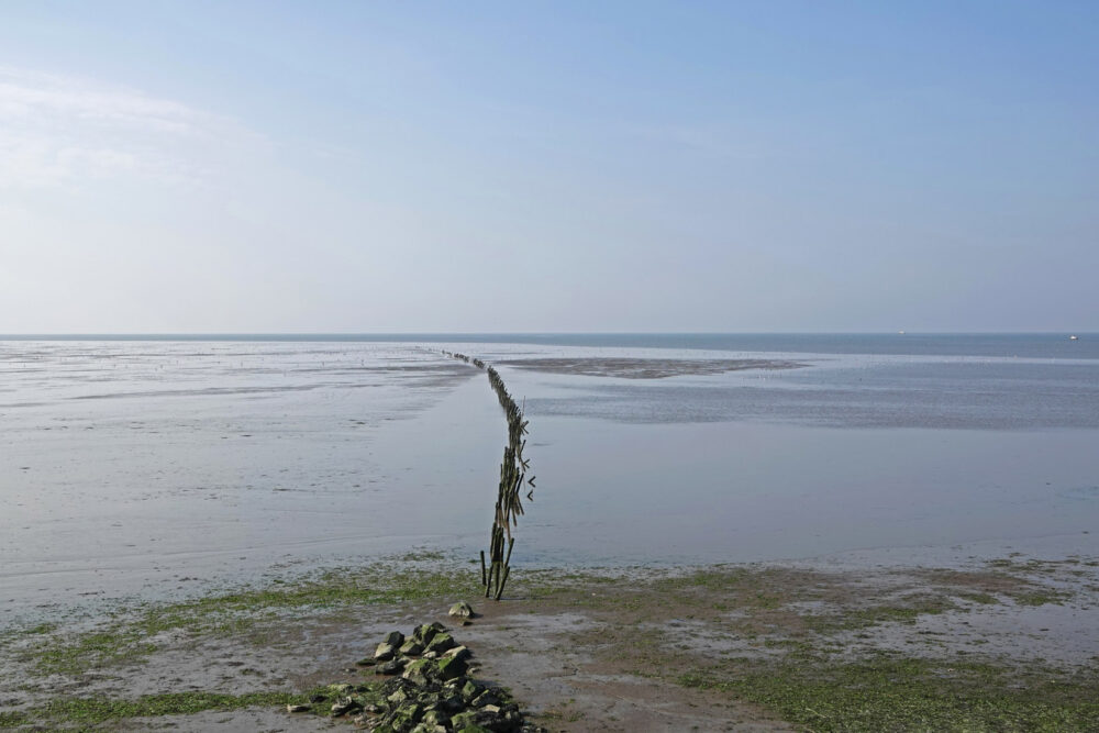 Wad (Schor)