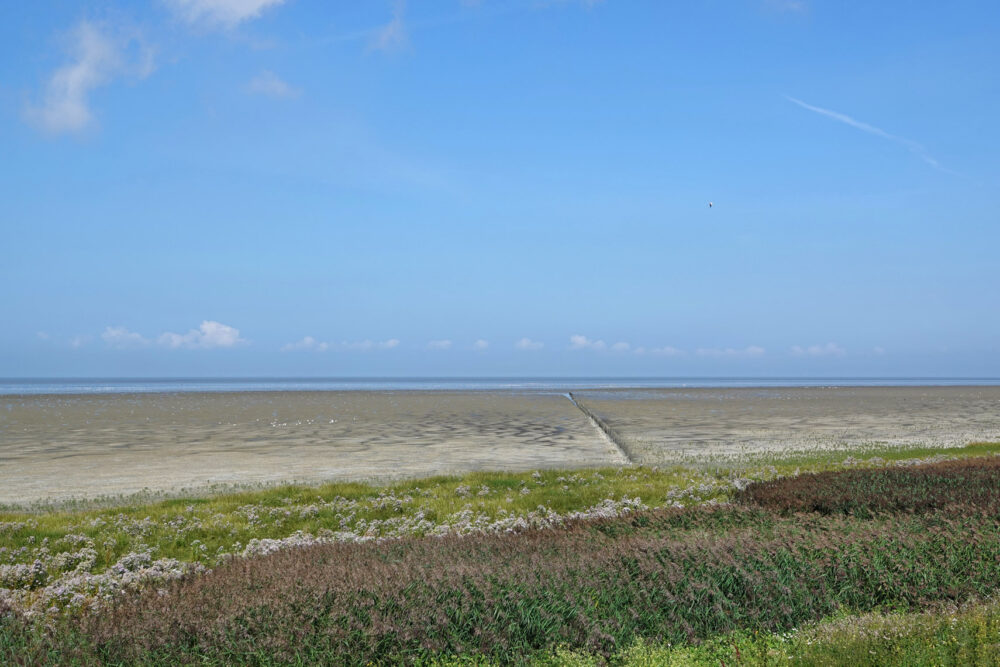 Wad Westhoek in de zomer